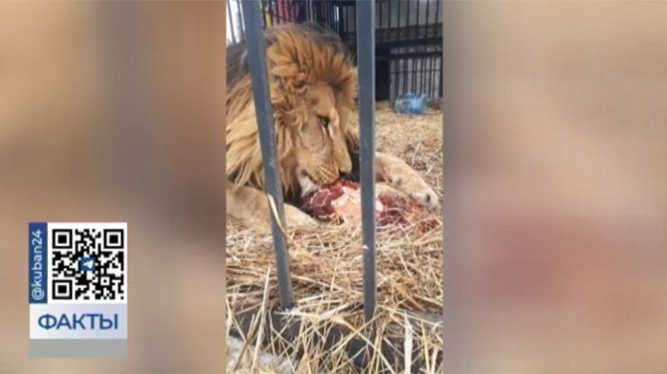 Конфискованный в Анапе лев Тигран покинет Старооскольский зоопарк в Белгородской области