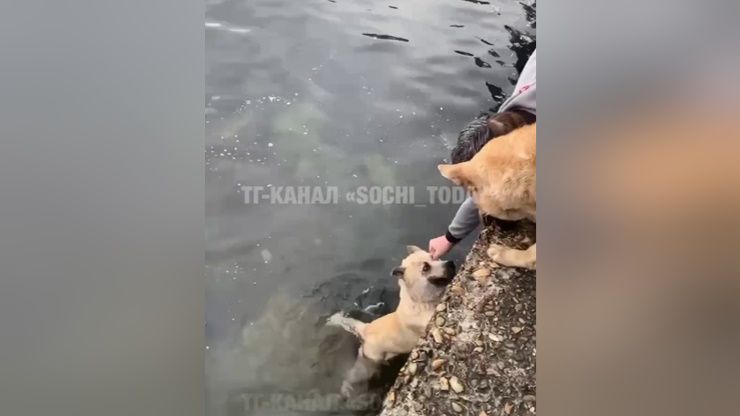 Агрессивный мужчина скинул собаку в море на набережной в Сочи
