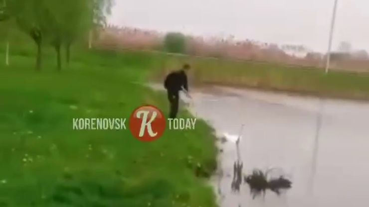 Полиция ищет парня, издевавшегося над лебедем у реки в Кореновске