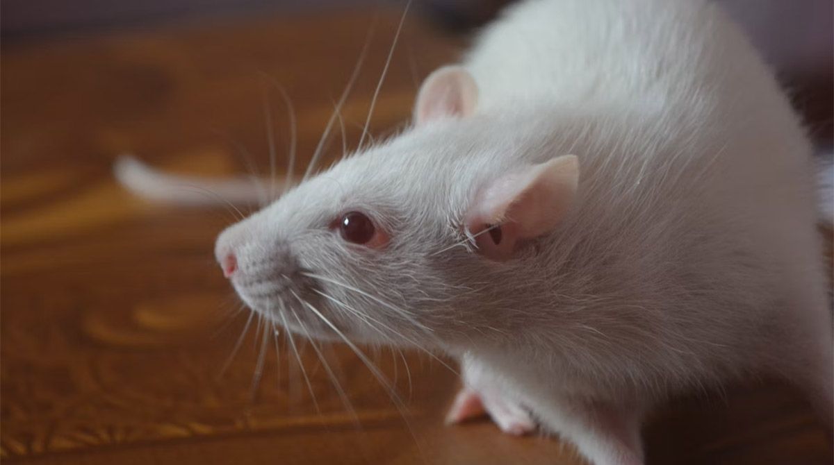 Cколько живут домашние крысы