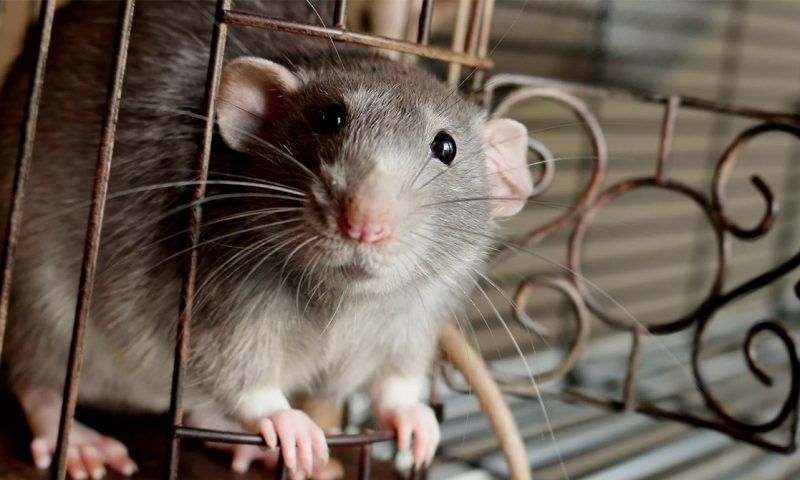 Домашняя крыса: плюсы и минусы