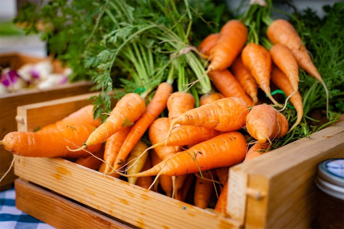 Основные болезни моркови в поле и при хранении
