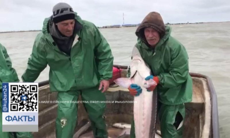Рыбаки отпустили в море полутораметровую белугу в Ейском районе