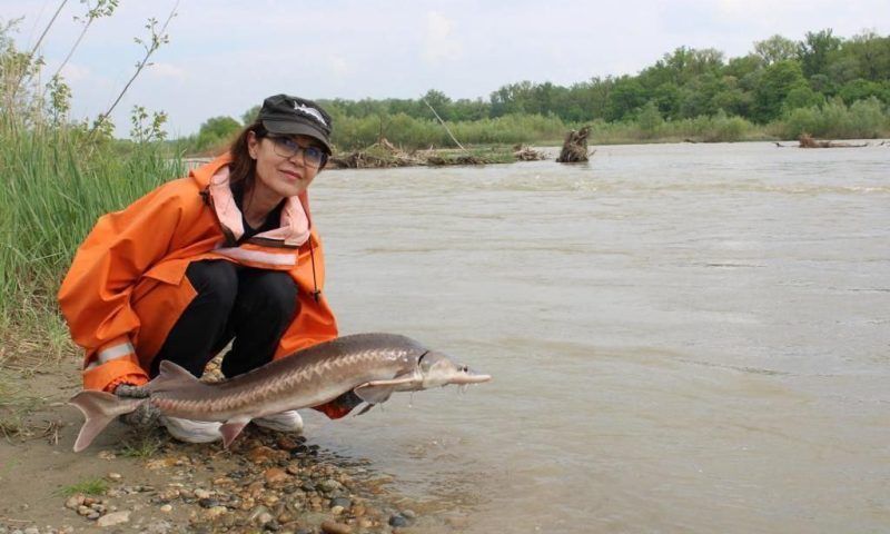 Более 120 крупных особей осетра выпустили в реку Лабу в Краснодарском крае