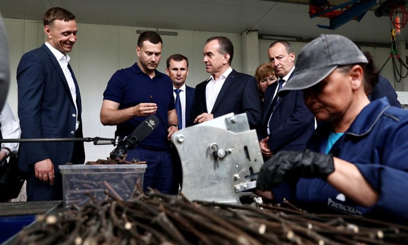 Кондратьев посетил новый виноградный питомник под Новороссийском