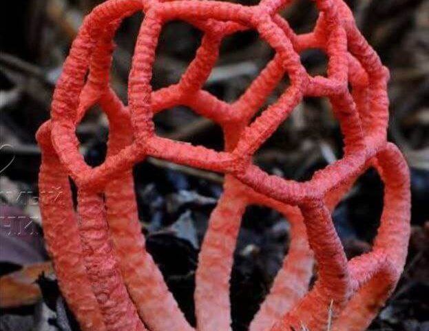 В парке «Дендрарий» в Сочи заметили массовое скопление краснокнижных ядовитых грибов