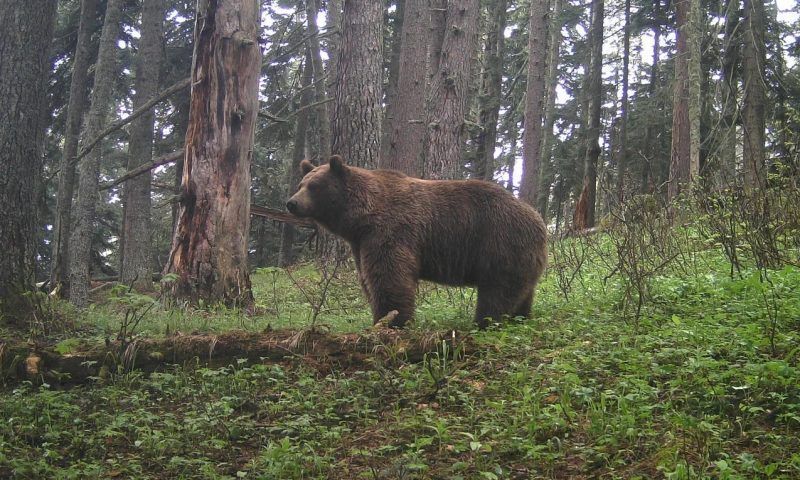 В Красной Поляне медведь забрел на стратегический объект и запаниковал