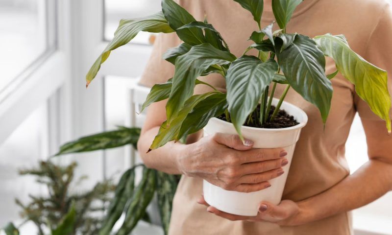 6 причин, почему гибнут комнатные растения, даже если ты купила их в фирменном магазине