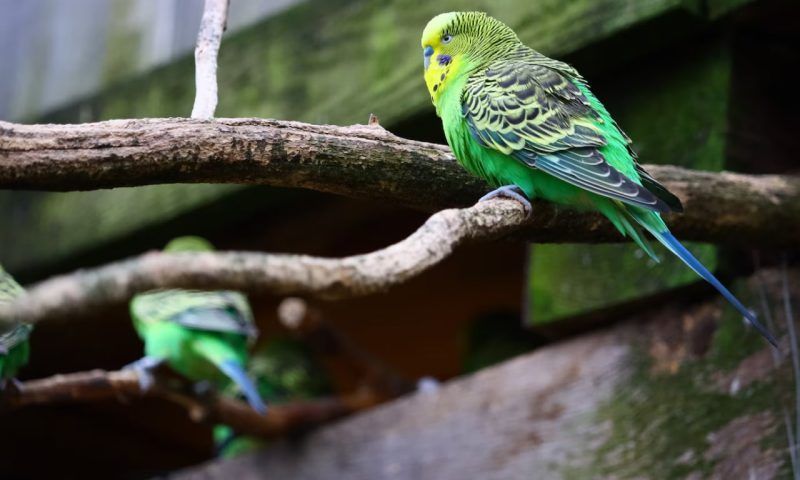 Волнистый попугай дома: плюсы, минусы и особенности ухода