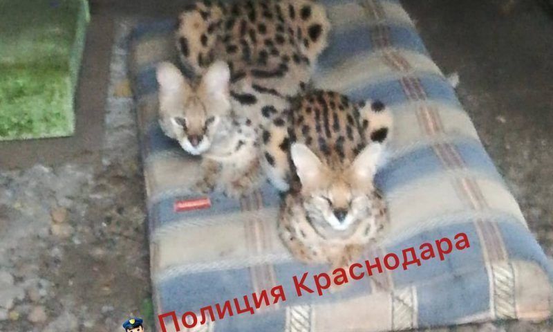 В Краснодаре оштрафовали владелицу двух диких сервалов, найденных в закрытом гараже