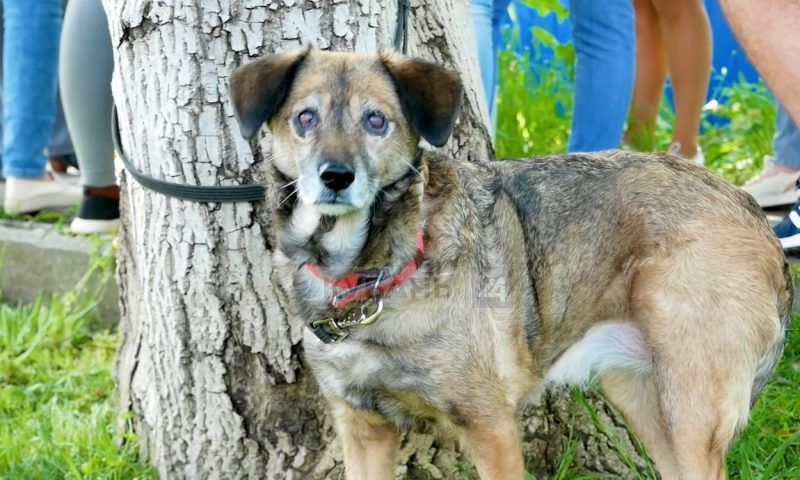 Массовый отлов собак в Успенском районе перерос в скандал с зоозащитниками