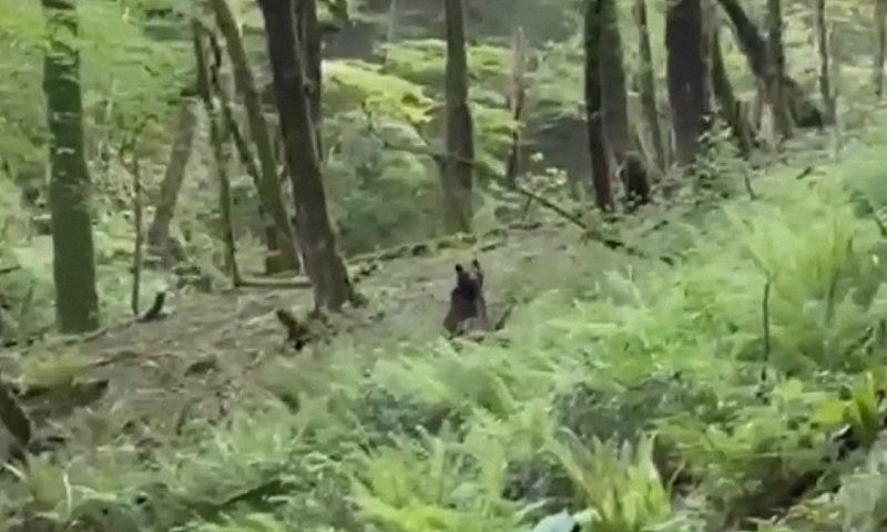 Медвежата попали в объектив видеокамеры в нацпарке Сочи
