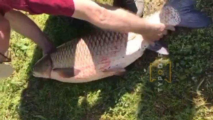 Амура весом около 15 кг поймала жительница Краснодара в одном из озер Карасуна