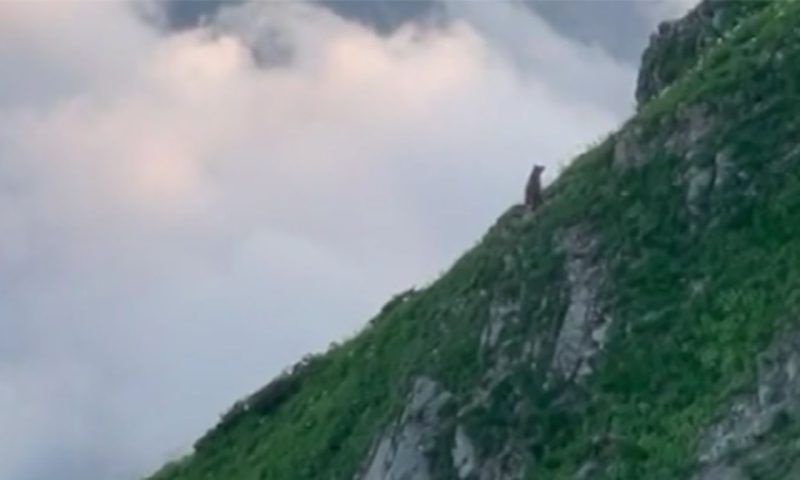 Любующегося закатом медведя заметили туристы в горах на Красной поляне в Сочи