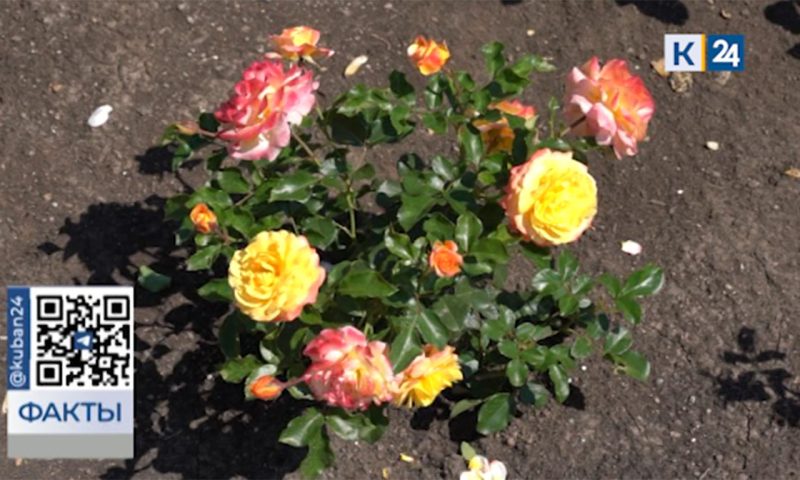 В Сочи высадили более 200 уникальных сортов роз в парке «Южные культуры»