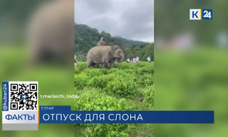 Цирковых слонов после сезона гастролей привезли на отдых в Сочи