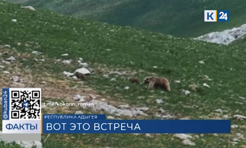 Туристы встретили медведицу с детенышами у горы Оштен в Адыгее