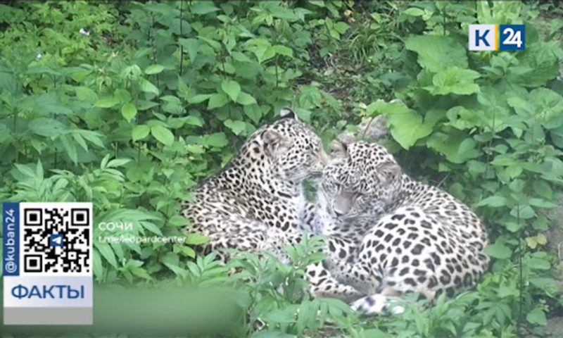 Кошек Чилмаса и Ачипсе из Центра восстановления леопарда в Сочи выпустят в дикую природу