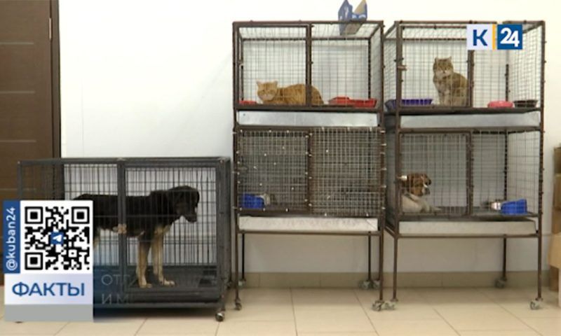 В Динском районе 28 июня будут отлавливать безнадзорных собак