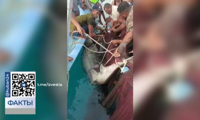 Поймали акулу, напавшую на российского туриста около пляжа в Египте
