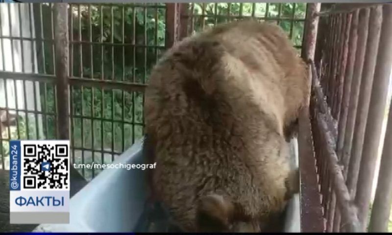Ванну — Винни: спасенный из заброшенного сафари-парка в Сочи медведь теперь сможет искупаться