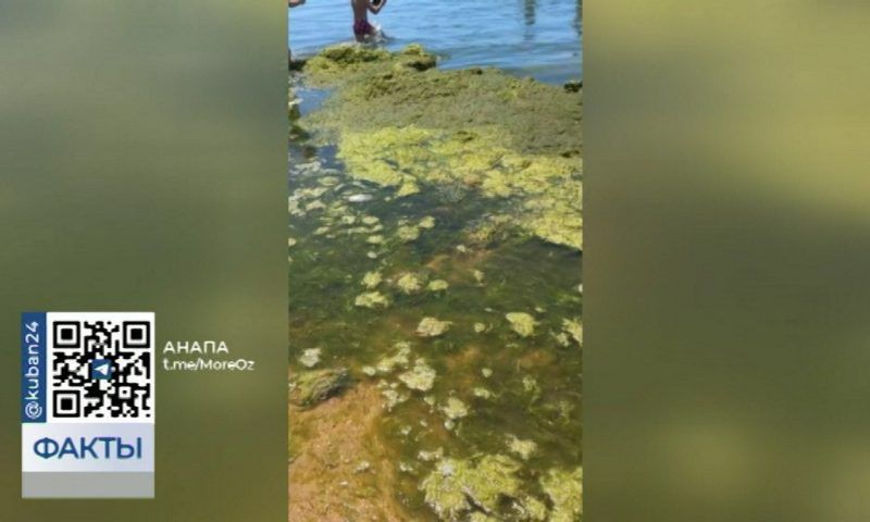 Сезон камки: пляжи Анапы ежедневно очищают от скопления водорослей