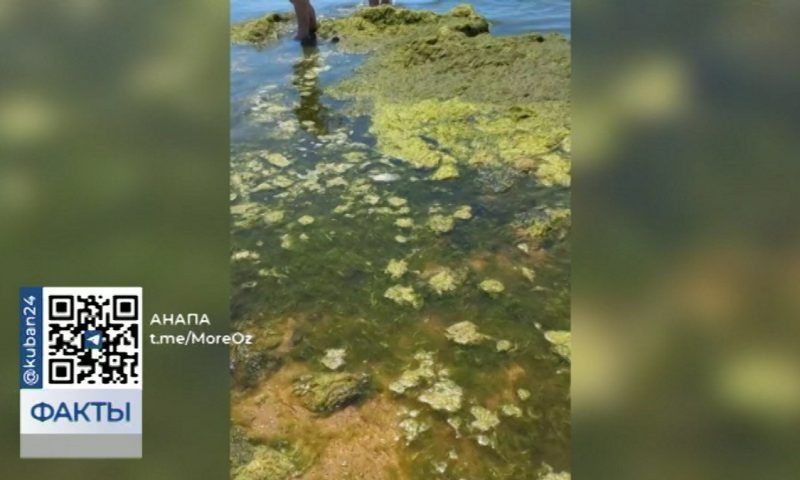 Черное море позеленело: в Анапе начался сезон цветения камки
