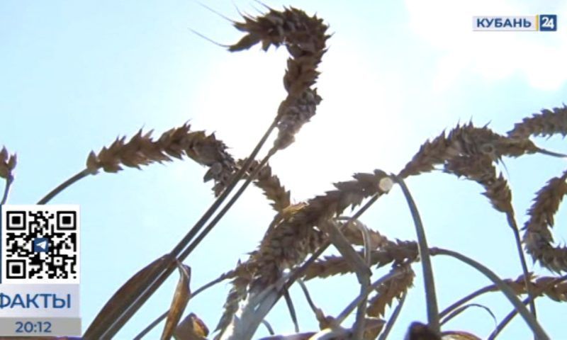 В 2022 году на Кубани собрали 12,4 млн т зерновых и зернобобовых. «Факты»