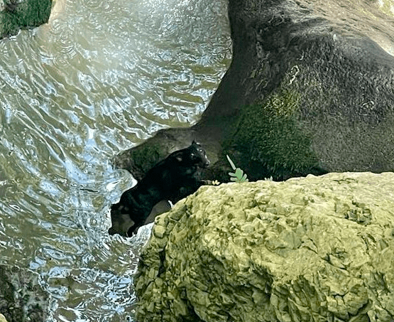 Спасатели эвакуировали собаку, которая упала с обрыва около Агурских водопадов в Сочи