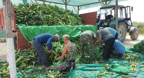 В Темрюкском районе поймали 14 нелегальных мигрантов, незаконно работавших в кукурузном поле