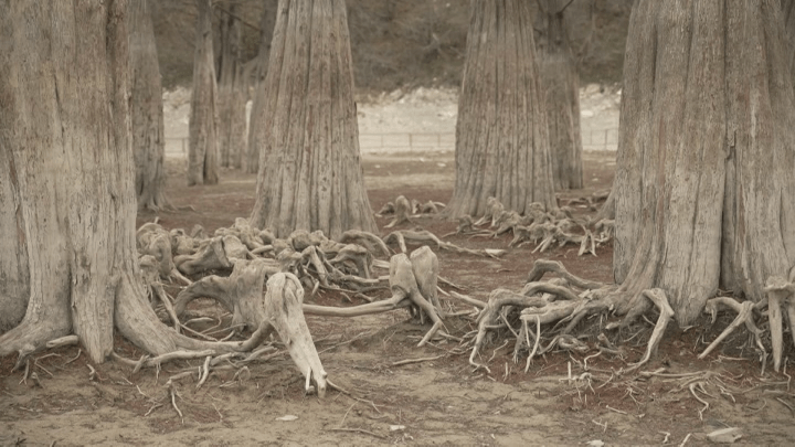В Анапе из-за сошедшей воды обнажились корни редких болотных кипарисов