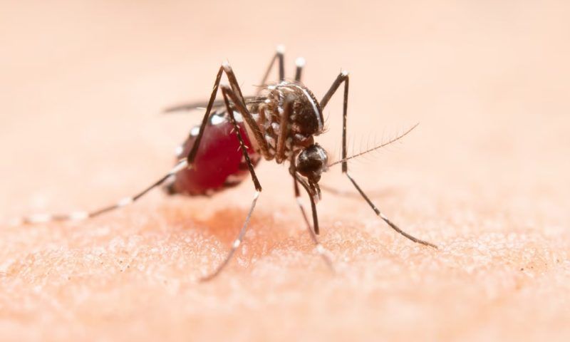 Осторожно, комары: эксперт рассказал, как защититься от вируса чикунгунья