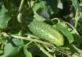 ФАС выяснит причины подорожания огурцов в России