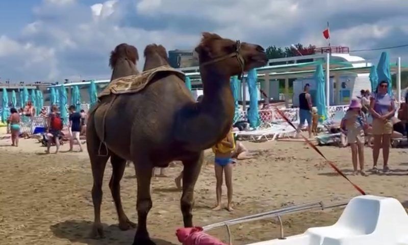 Полиция начала проверку по факту публикаций об эксплуатации верблюда на пляже Анапы