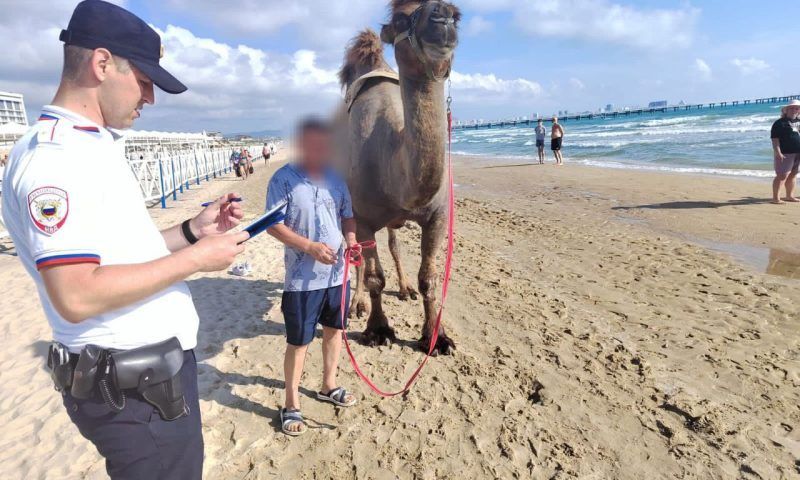 Штраф только за бизнес: у фотографа с пляжа Анапы не будут изымать верблюда
