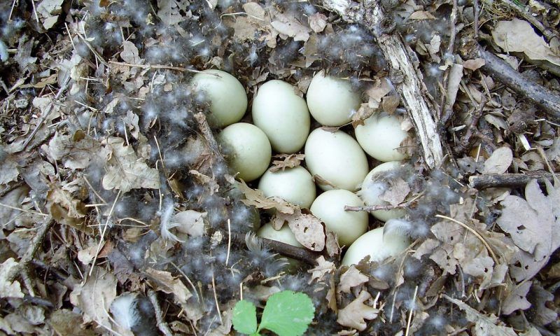 Можно ли есть утиные яйца, польза и вред, правила приготовления