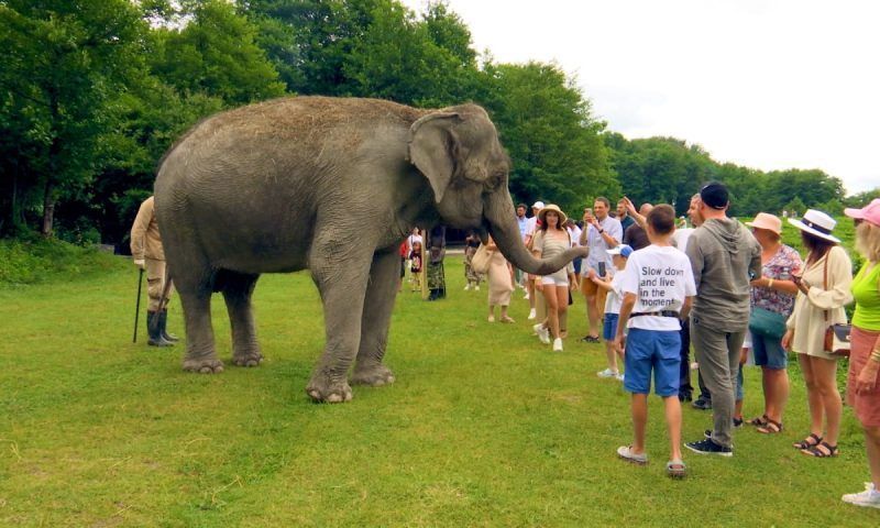 В Сочи слоны проводят отпуск после гастролей: где можно увидеть животных?