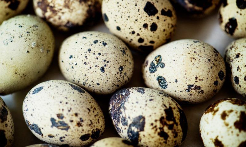 Перепелиные яйца: чем полезны и кому нельзя - 28 июня, 2023 Статьи «Кубань  24»