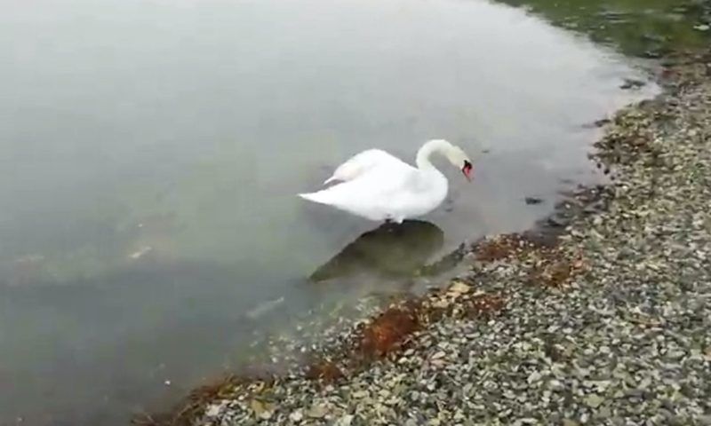 Достопримечательность озера Абрау со сломанным крылом: лебедь Гоша вернулся к людям
