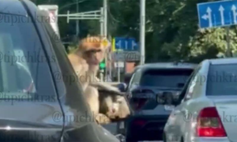Очевидцы сняли на видео обезьяну, сидящую на двери иномарки во время движения в Краснодаре
