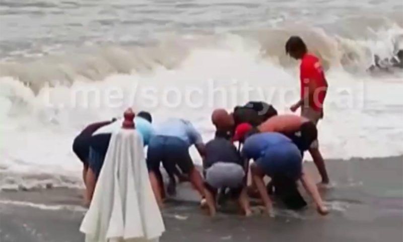 Люди спасли двух дельфинов, выброшенных штормом на берег в Сочи. Видео