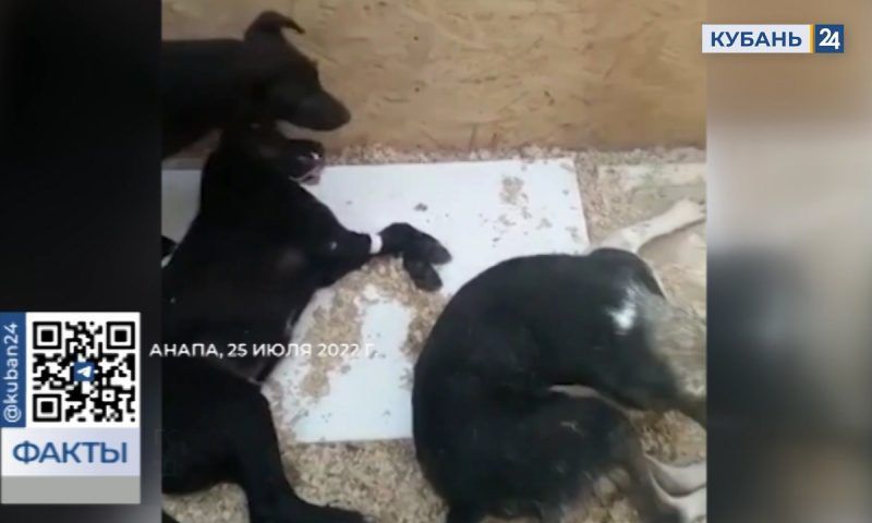 Тесные вольеры и грязь: суд обязал устранить нарушения приют для животных «Добрый мир» в Анапе