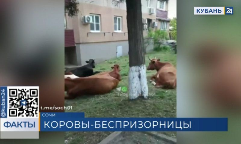 Скот на детских площадках: в окрестностях Сочи борются с самовыгулом коров