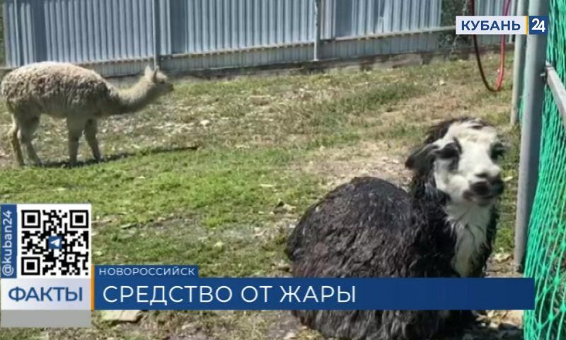 Спа для пернатых: прохладный душ от жары устроили животным природного парка «ДоДо» в Новороссийске