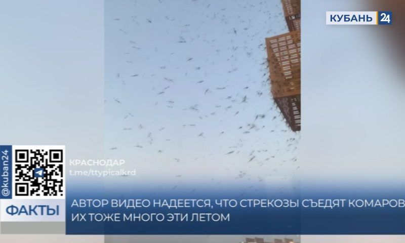 Нашествие стрекоз в Краснодаре сняли на видео