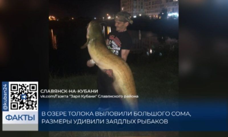 Огромного сома выловили из озера Толока в Славянске-на-Кубани