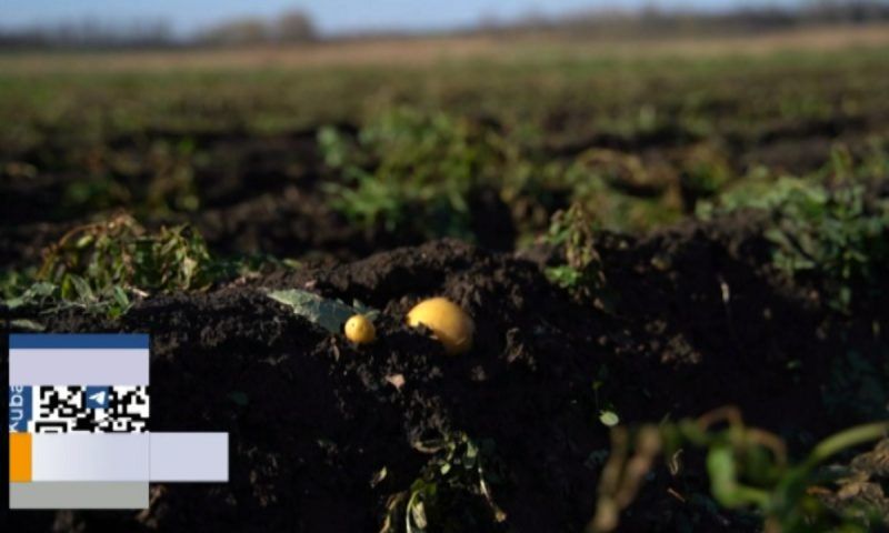 Внимание, бурая гниль: опасное заболевание обнаружили при исследовании картофеля в Краснодаре