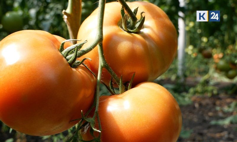 Это только начало: с полей Краснодарского края собрали 700 тонн огурцов и помидоров