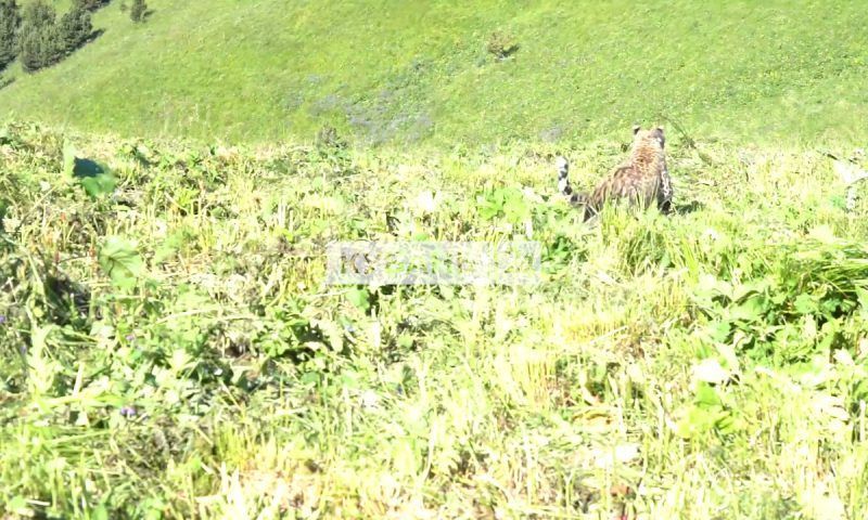 В Кавказском заповеднике выпустили самку переднеазиатского леопарда. Видео