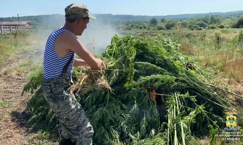 Около 8 тыс. кустов дикорастущей конопли уничтожили в Краснодарском крае. Видео